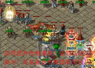 如何提升传奇爆率?宠物活动如何参与?装备鉴定与重铸有何技巧? 如何提升传奇爆率?宠物活动如何参与?装备鉴定与重铸有何技巧?